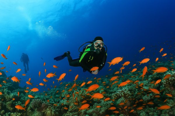 PADI Fish Identification Course Philippines